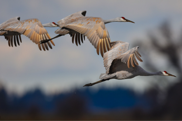 Built for the Birds, Wheeler National Wildlife Positively Dazzles All ...